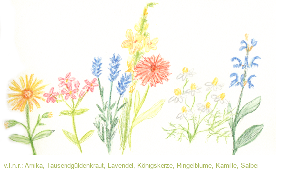 Arnika, Tausendgüldenkraut, Lavendel, Königskerze, Ringelblume, Kamille, Salbei 