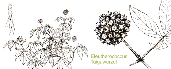 Eleutherococcus Taigawurzel