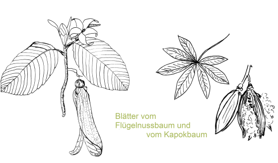 blätter der Regenwaldbäume