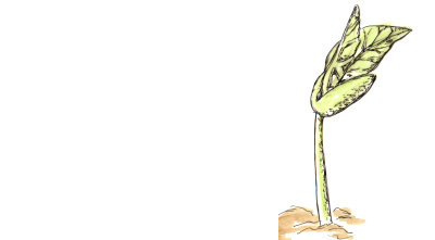 Bohnenpflanze