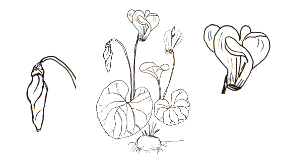 cylamen persicum