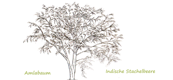 Phyllanthus emblica