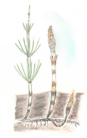 equisetum oder Schachtelhalm