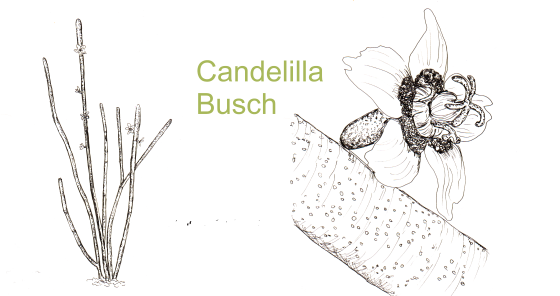 Candelilawachs