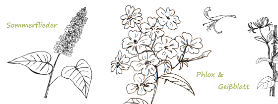 Schmetterlingsblumen