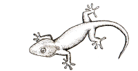 gecko