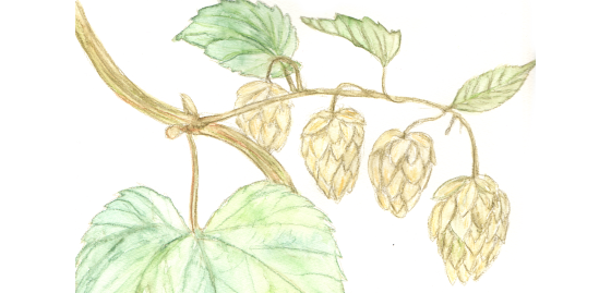 hopfen