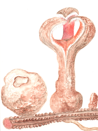 Hydnora