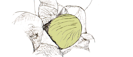 Ölzelle Ingwer