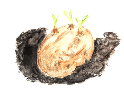Kartoffel mit Keim