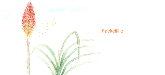 Fackellilie