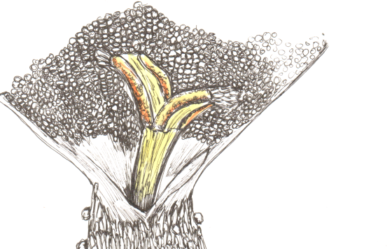 Kamilleneinzelblüte