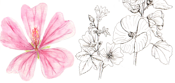 malve und stockrose