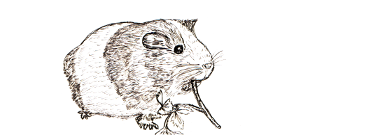 Meerschweinchen