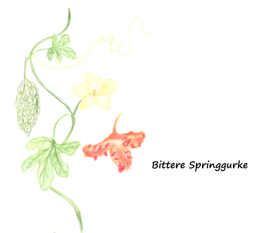 Bittergurke