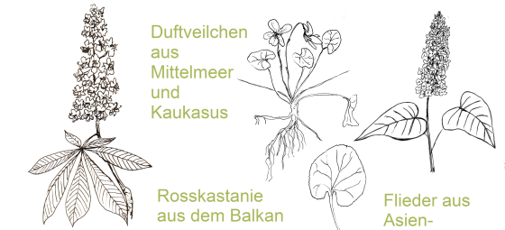 viola rosskastanien und flieder