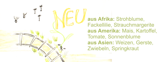 lettering neu