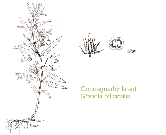 Gottesgnadenkraut