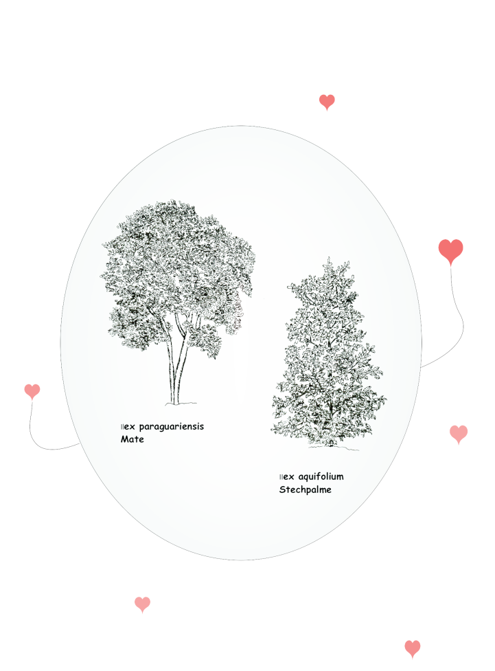Aquifoliales
