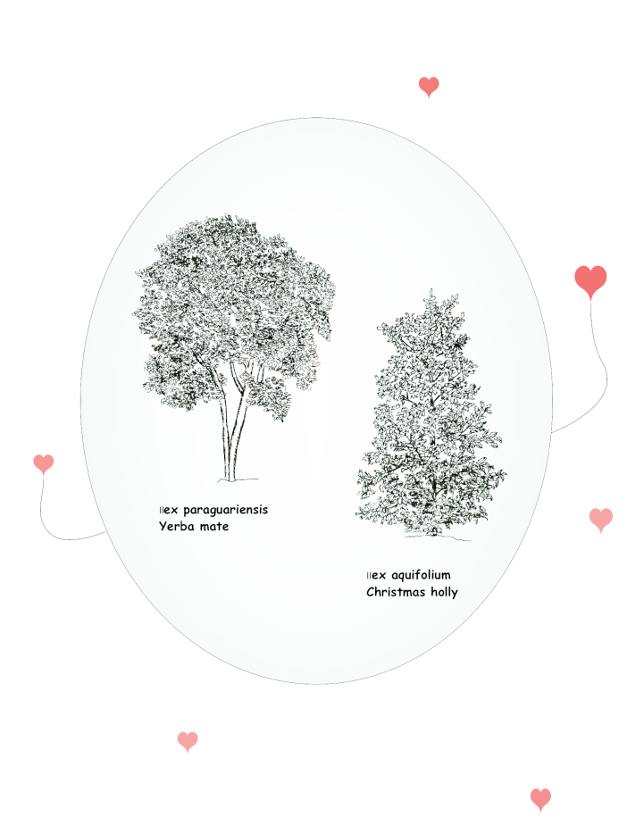 Aquifoliales