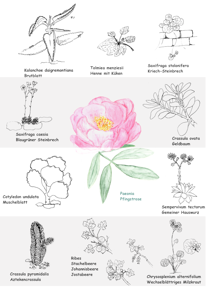 Saxifragales