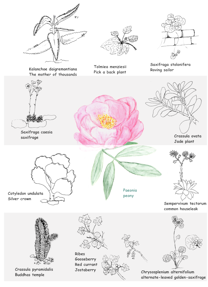 Saxifragales