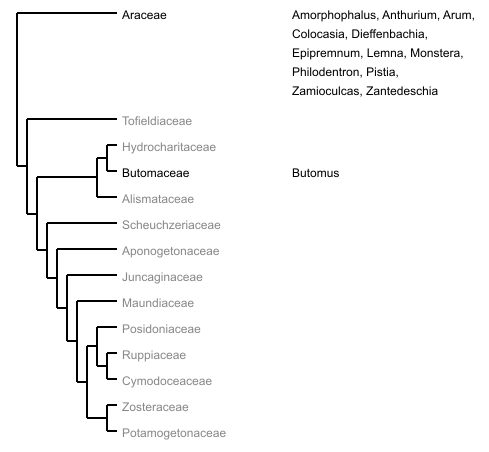 Ordnungsbaum Alismatales