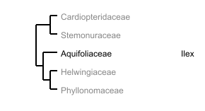 Ordnungsbaum Aquifoliales