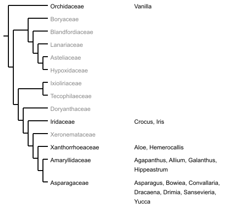 Ordnungsbaum Asparagales