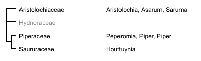 Ordnungsbaum Piperales