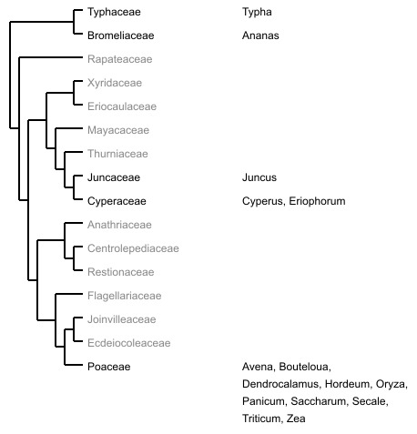 Ordnungsbaum Poales