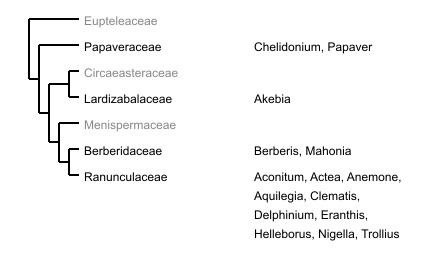 Ordnungsbaum Ranunculales