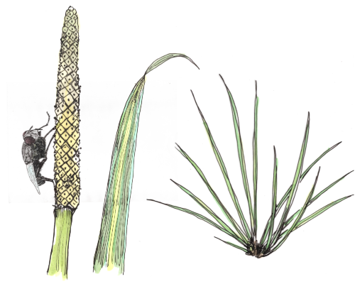 Kalmusgras
