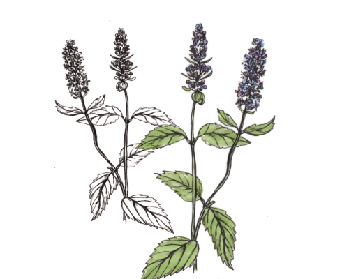Duftnessel