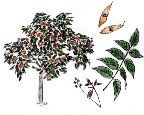 Götterbaum