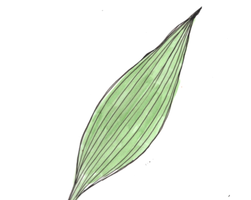Bärlauch