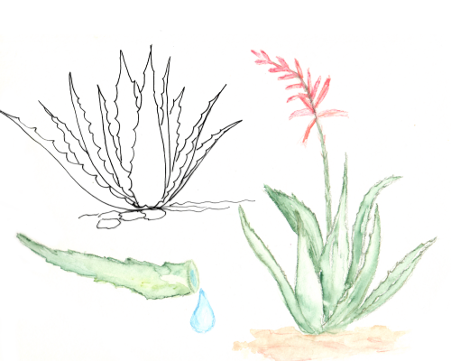 Aloe
