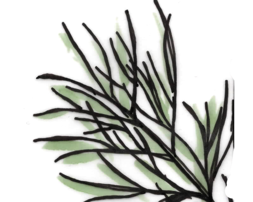 Dill
