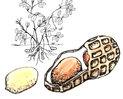 Erdnuss