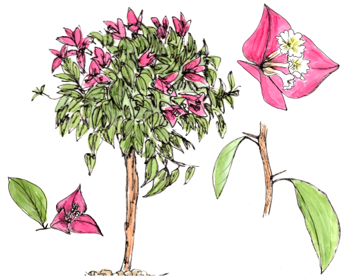 Bougainvillea