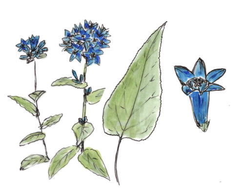 Glockenblume
