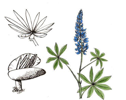 Lupine