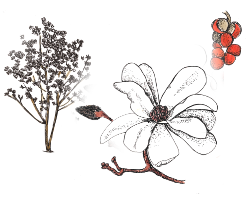 Magnolie