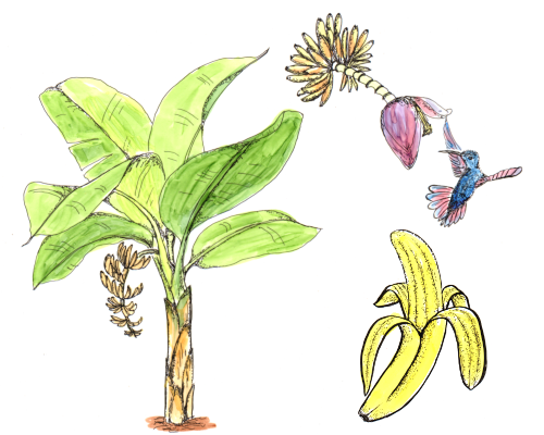 Banane