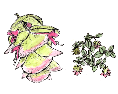 Hopfenoregano