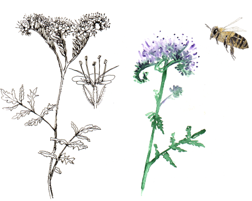 Bienenweide