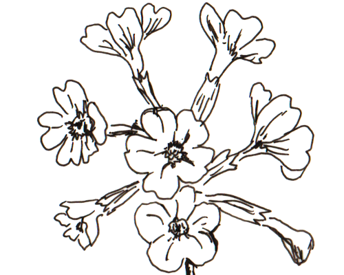 Schlüsselblume