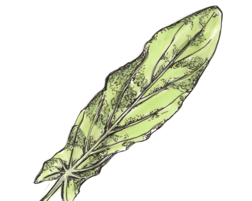 Sauerampfer