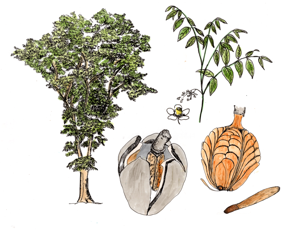 Mahagoni