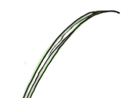Knobigras